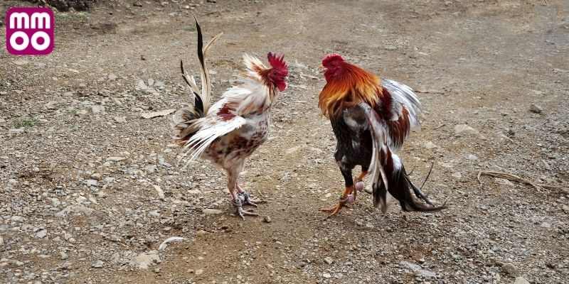 Chi tiết về hình thức đá gà thomo C4