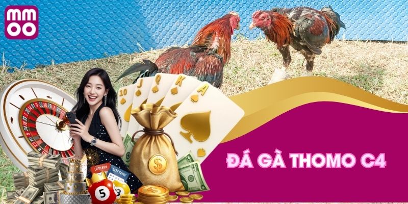 Đá gà thomo C4