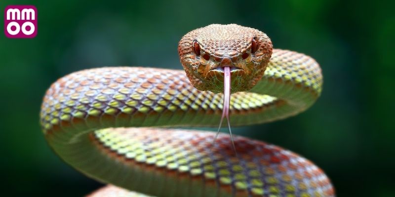 Giải mã hiện tượng mơ thấy rắn trong tâm linh