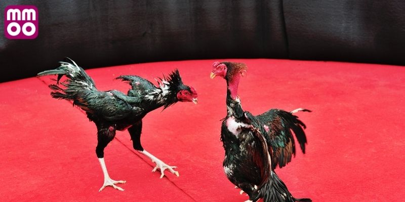 Khám phá các trận gà mỹ cựa sắt hôm nay