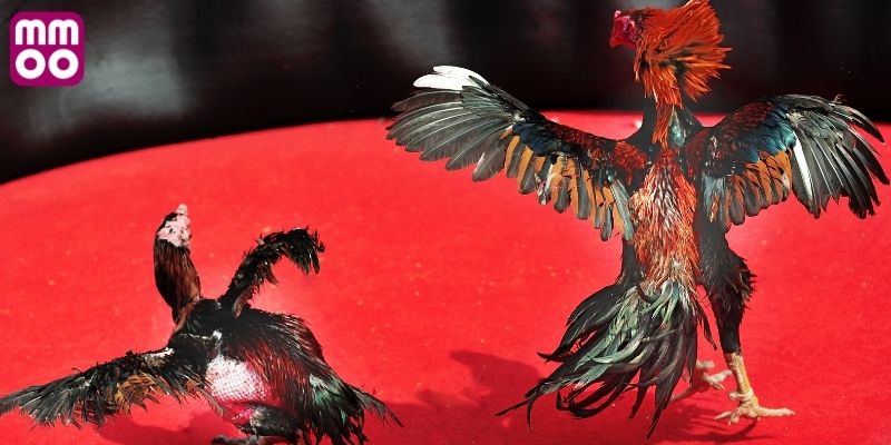 Phân loại các hạng cân để vào thi đấu